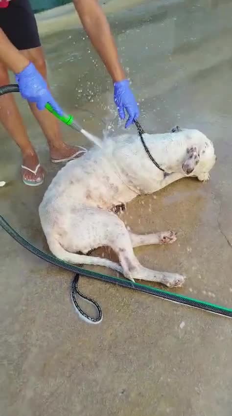 Dogo Argentino cani in regalo: Giovanni: Dogo Argentino dolce equilbrato  - Video 2