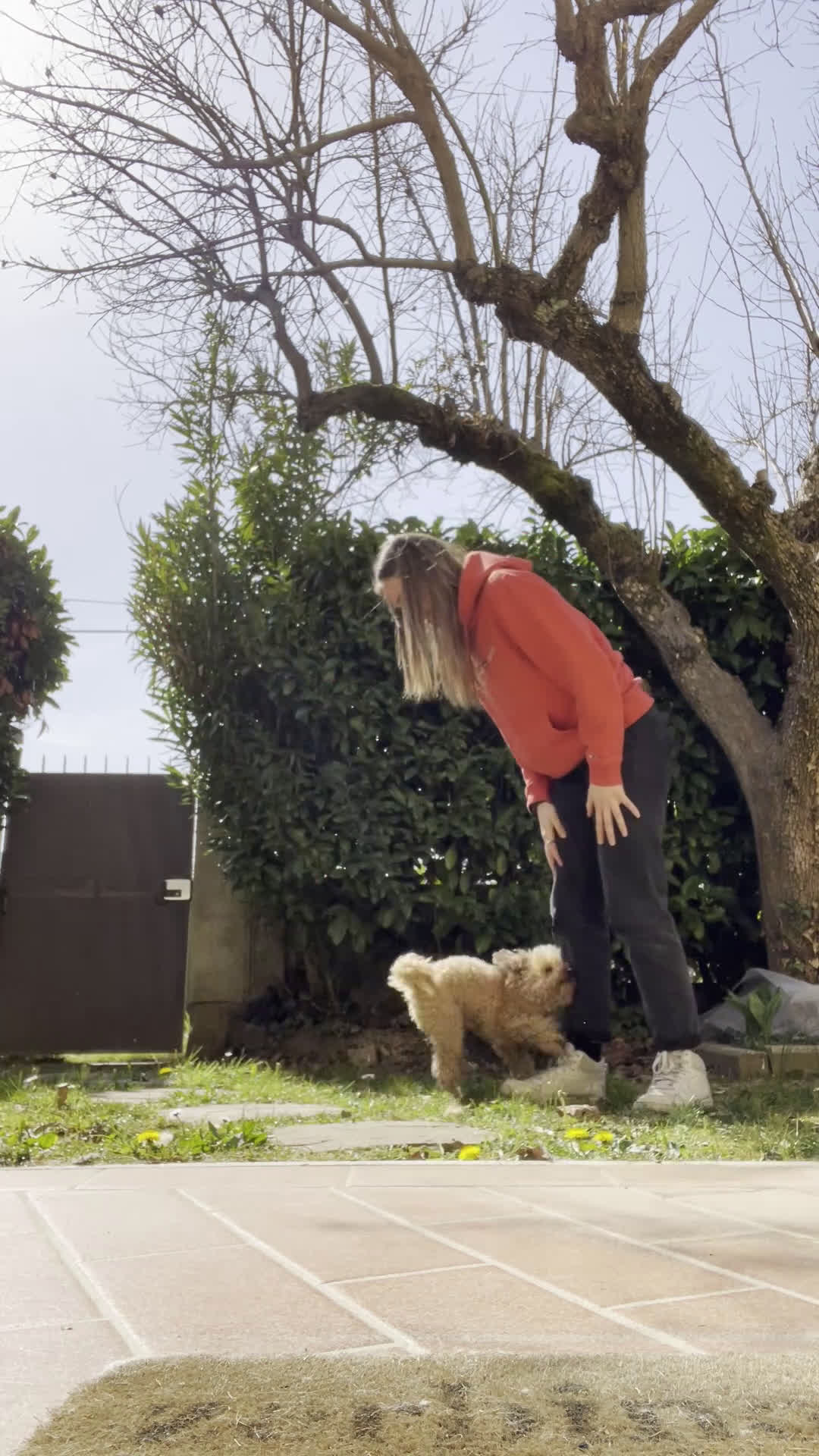 Barboncino Toy cani per accoppiamento: Barboncino toy maschio disponibile per monta  - Video 1