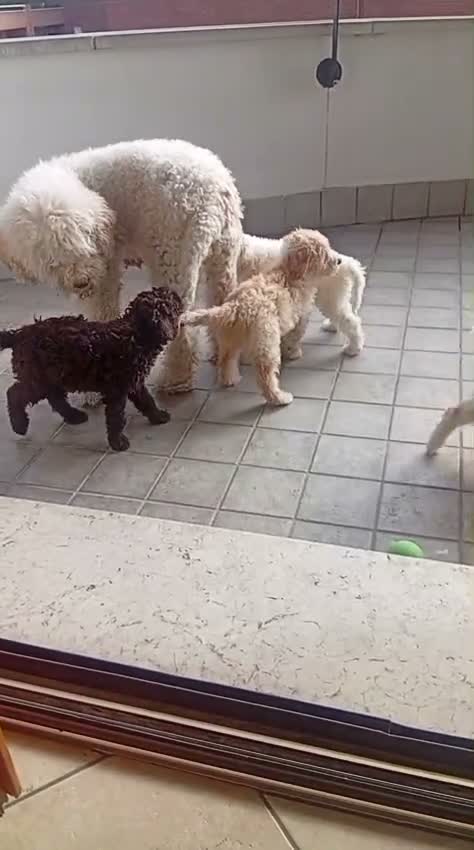 Lagotto cani in vendita: Lagotto Romagnolo Vendo  - Video 1