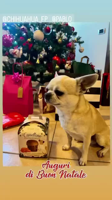 Chihuahua cani per accoppiamento: Cerco Chihuahua femmina per accoppiamento  - Video 1