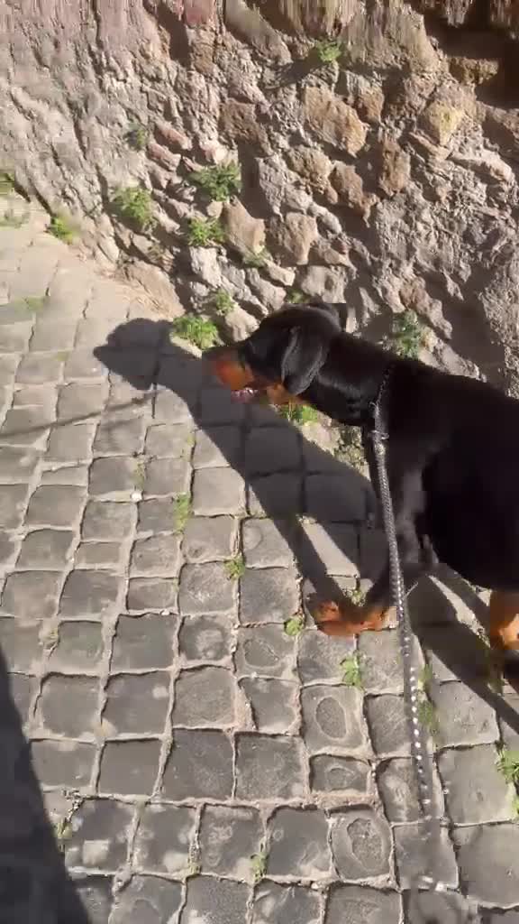 Dobermann cani in vendita: Cucciolo Dobermann Pedigree a Città metropolitana di Roma Capitale - Video 1