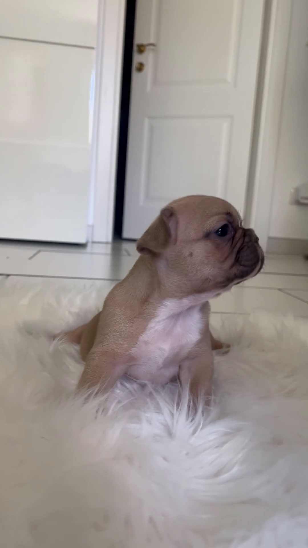 Bulldog Francese cani in vendita: Ultimi 2 cuccioli di bulldog francese  a Città metropolitana di Catania - Video 1