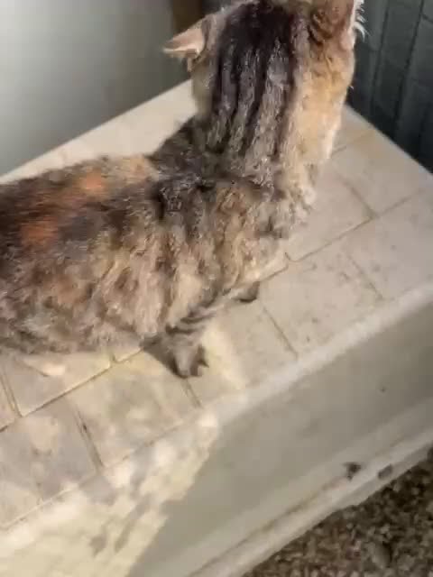 Meticcio gatti in regalo: MA NESSUNO MI VUOLE? - Video 2