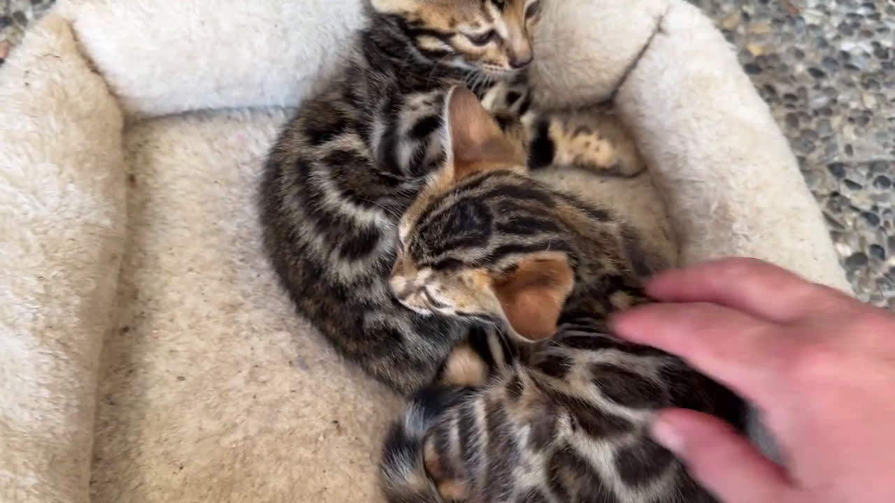 Bengala gatti in vendita: Cucciole di Bengal con Pedigree a Provincia di Asti - Video 1