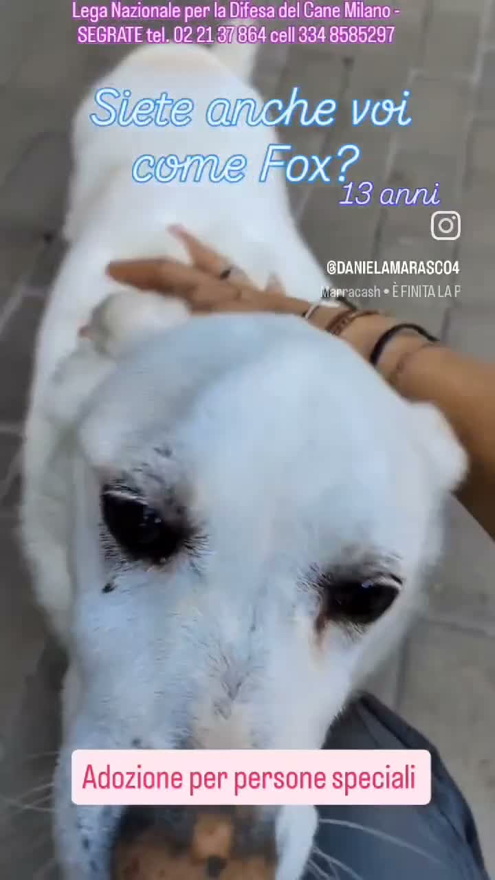 Meticcio cani in regalo: FOX CERCA PERSONA PAZIENTE - Video 1
