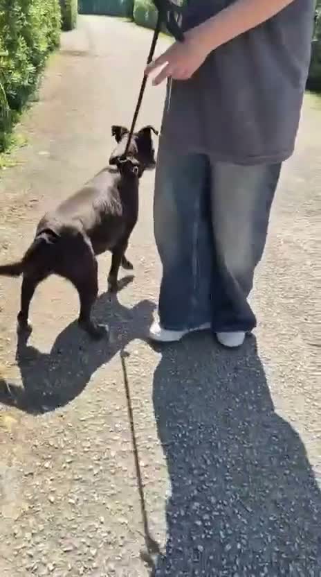 Meticcio cani in regalo: Cloe: nonnina adorabile taglia piccola  - Video 2