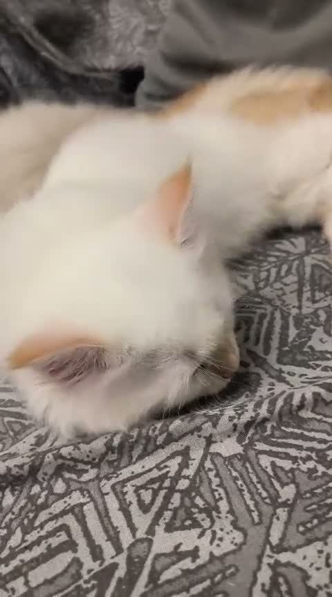 Siberiano gatti in vendita: CUCCIOLO SIBERIANO CON PEDIGREE - Video 1