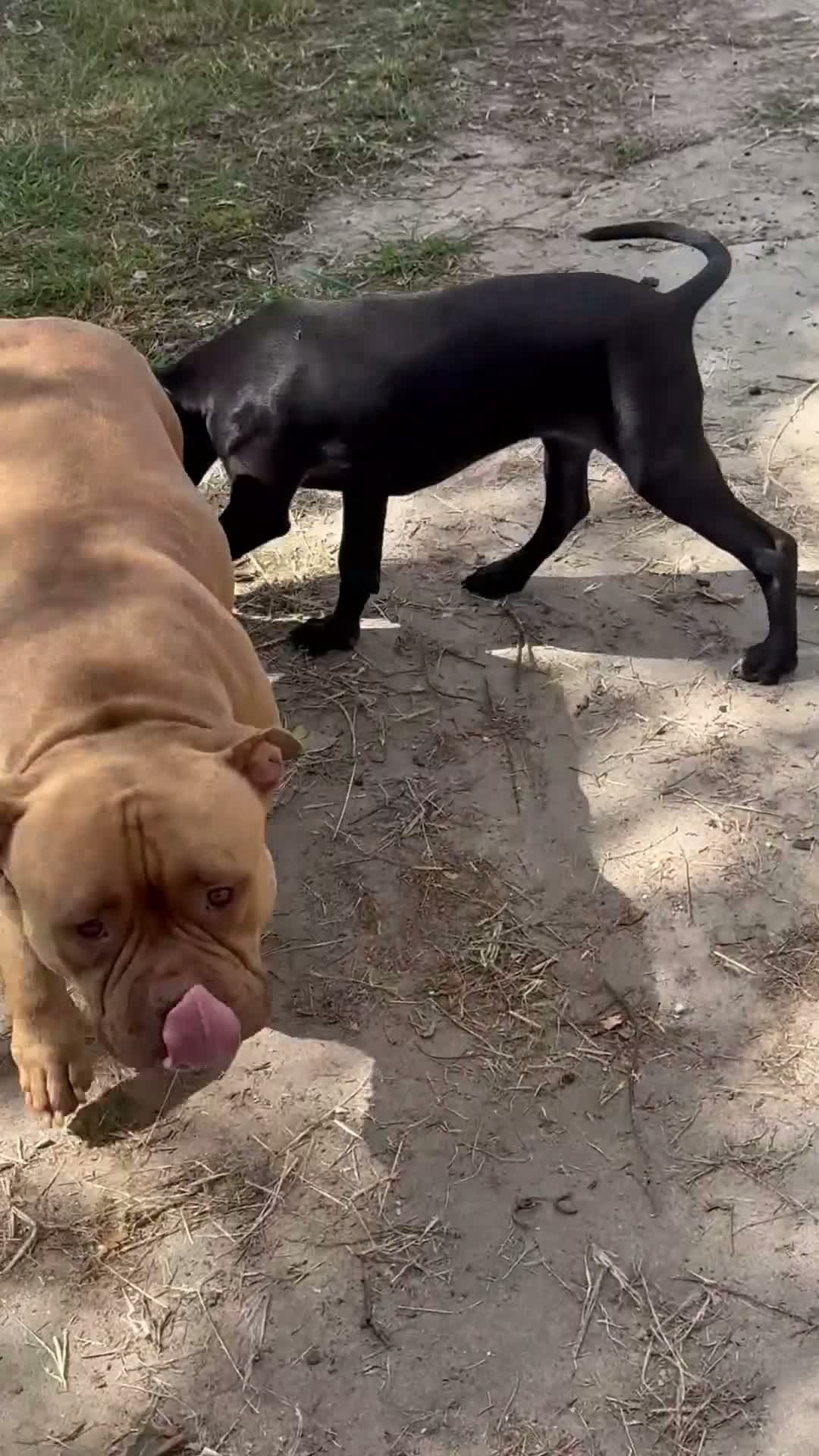 Pitbull cani in vendita: Cucciola Pit Bull con pedigree anche a rate - Video 1