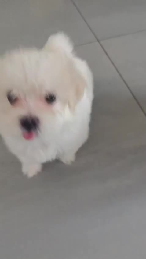 Maltese cani in vendita: Cuccioli di maltese a Città Metropolitana di Napoli - Video 1