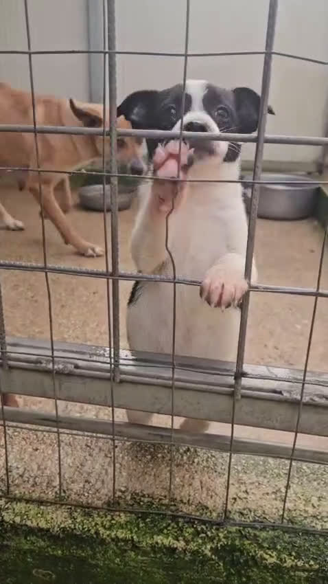 Meticcio cani in regalo: Stromboli: 2 mesi taglia contenuta  - Video 1