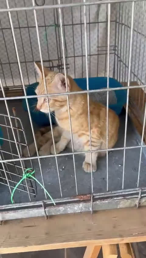 Europeo gatti in regalo: Micino rosso maschio occhi verdi - Video 1