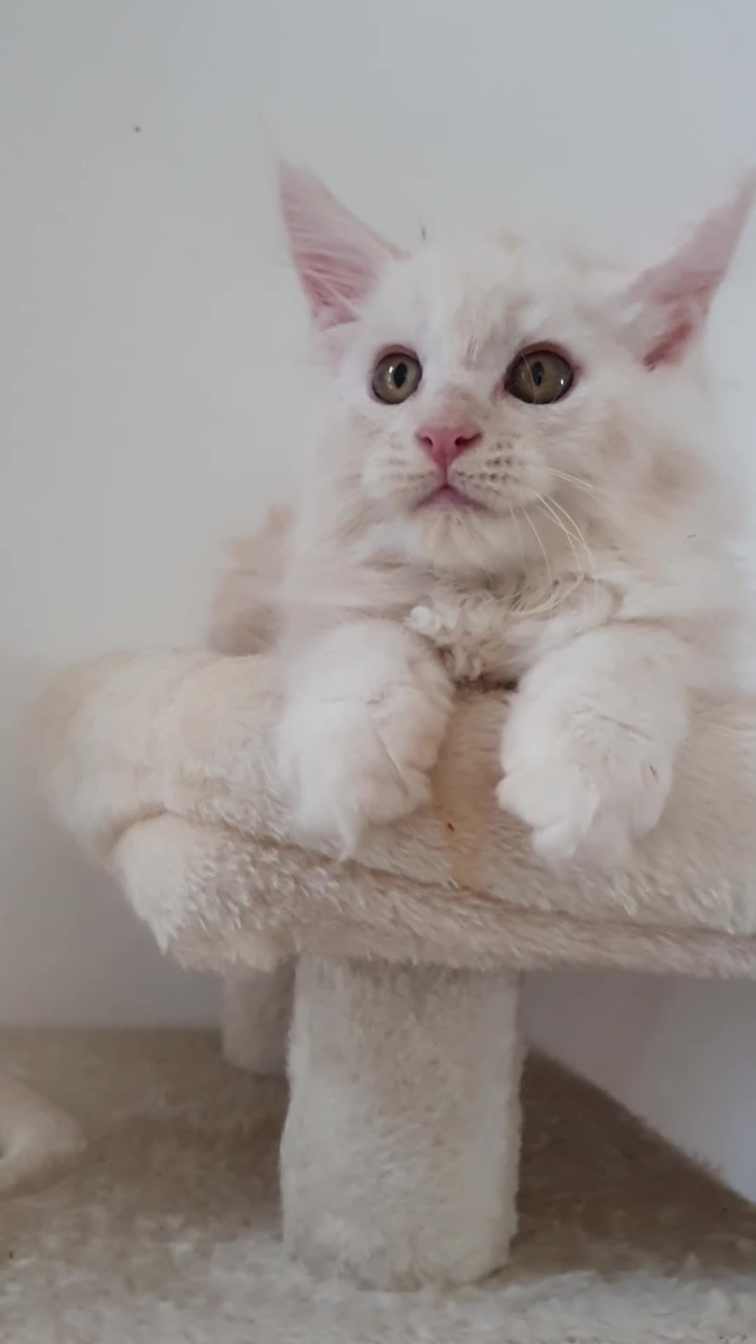 Maine Coon gatti in vendita: MAINE COON  - Video 4
