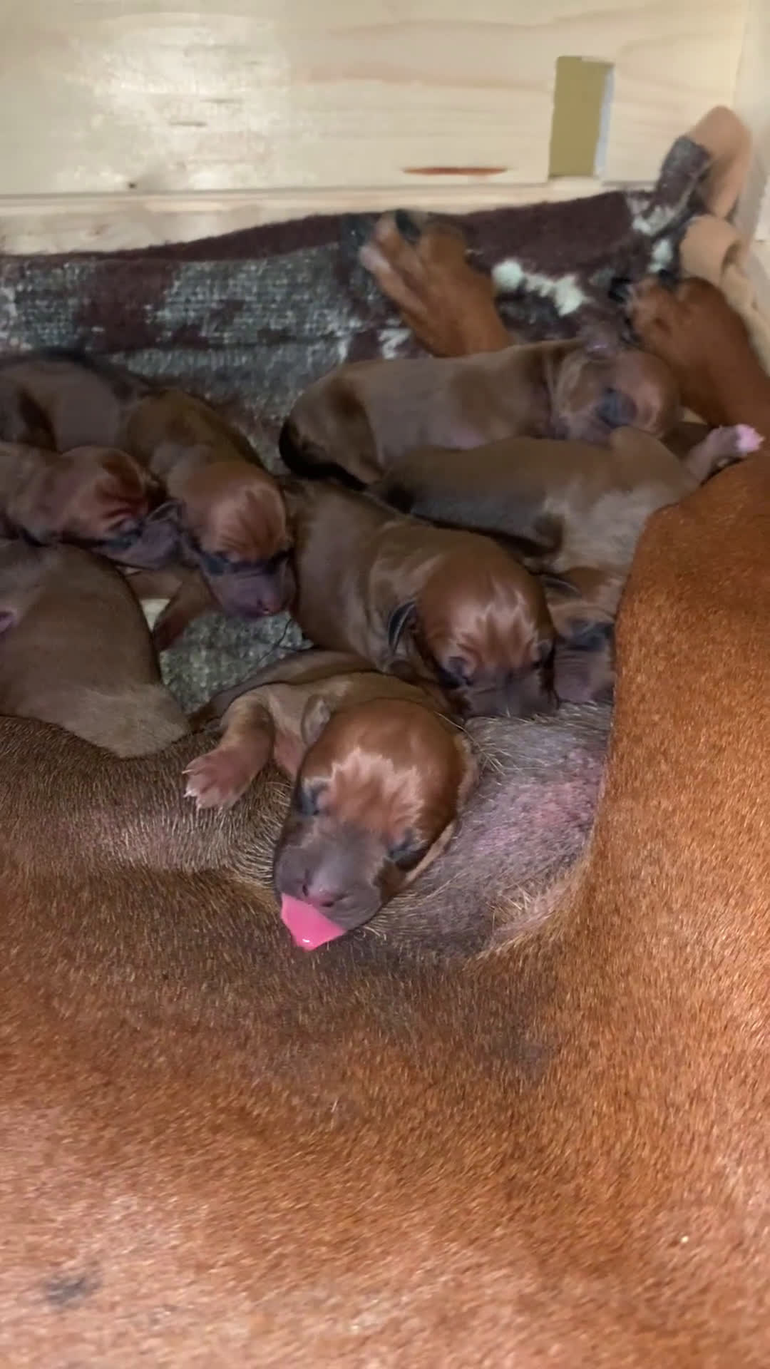 Rhodesian Ridgeback cani in vendita: Rhodesian Ridgeback cuccioli  - Video 1