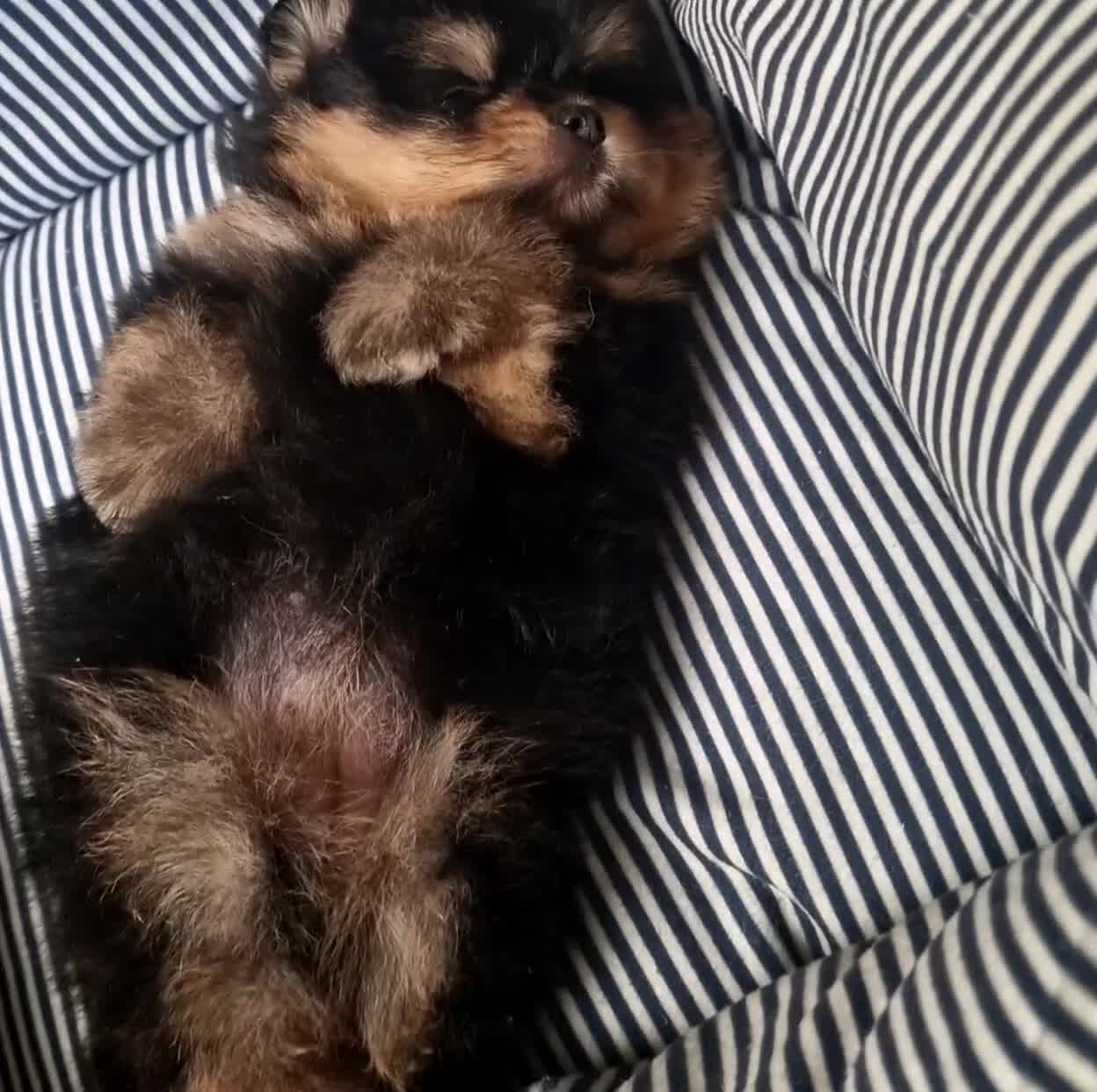 Spitz cani in vendita: Spitz di Pomerania NANO  - Video 1