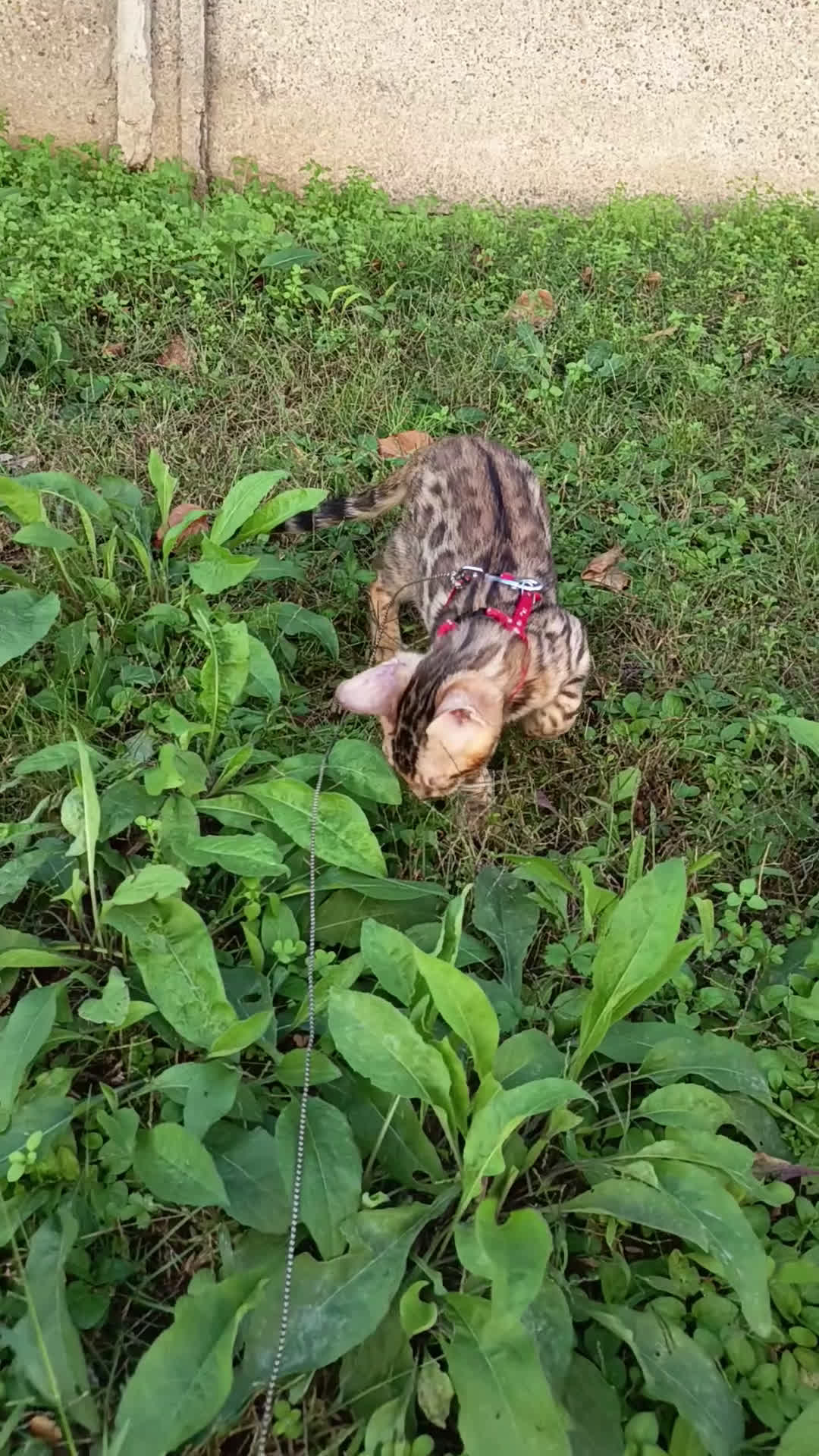 Bengala gatti in vendita: Maschietto di rara colorazione dorata 😻 - Video 1