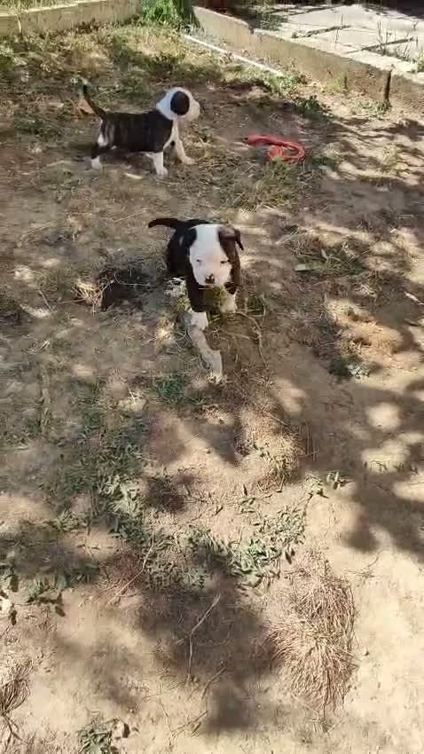 Bulldog cani in vendita: American Bulldog - Video 2