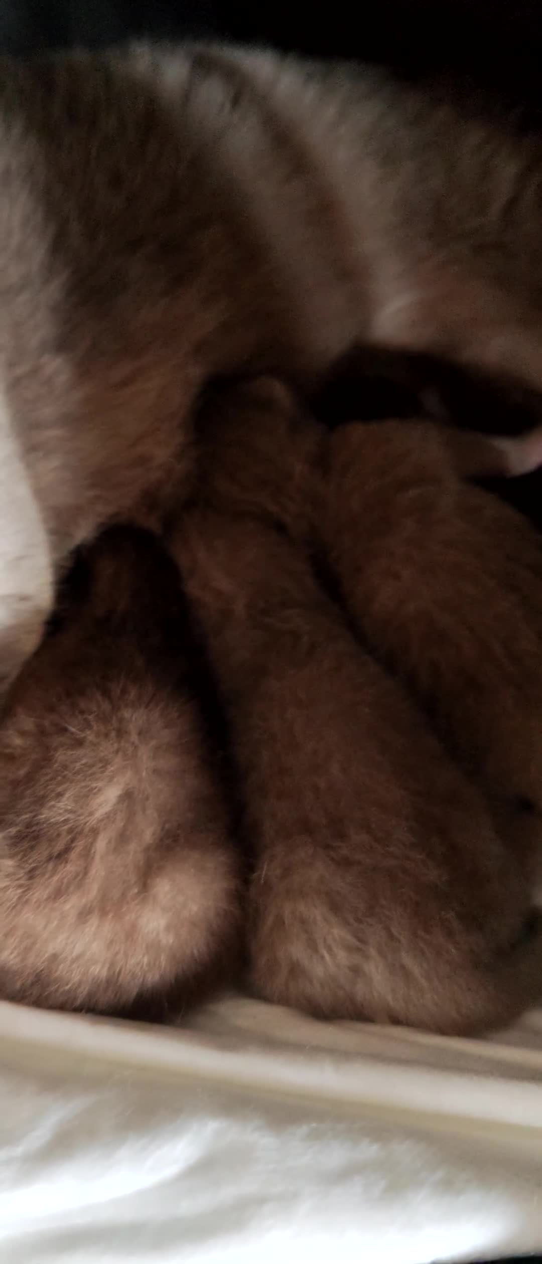 British gatti in vendita: British e scottish pedigree - Video 1