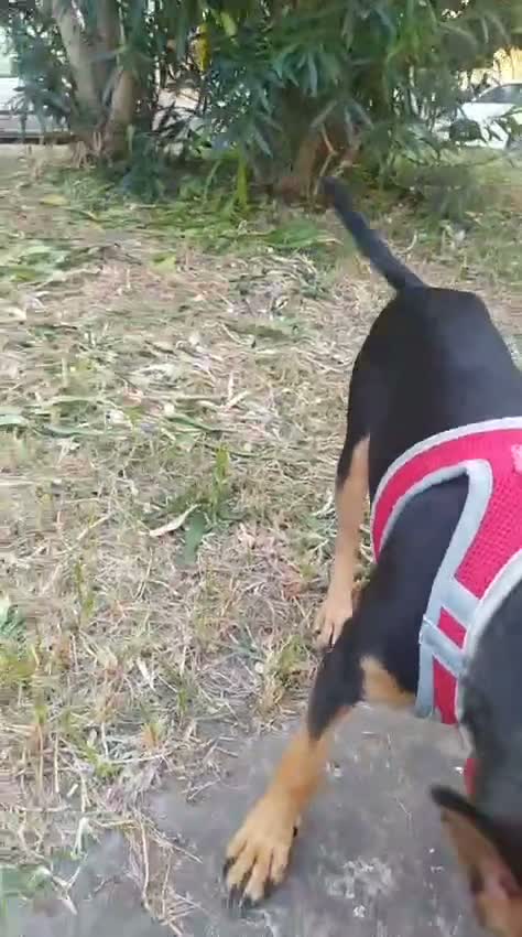 Meticcio cani in regalo: Pino, cucciolo abbandonato in un recinto a Città Metropolitana di Napoli - Video 1