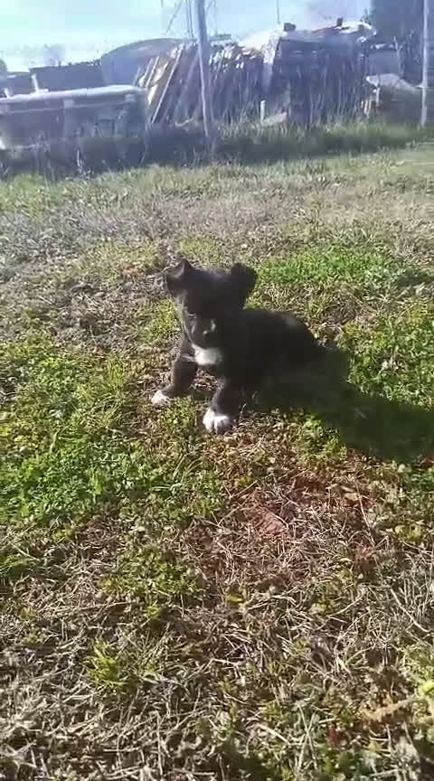 Meticcio cani in vendita: cucciolo misto bulldog francese e staffy a Città Metropolitana di Firenze - Video 1