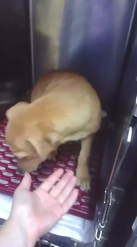 Meticcio cani in regalo: Balto 4mesi, tg piccola o medio piccoloCOSENZA SOS - Video 1