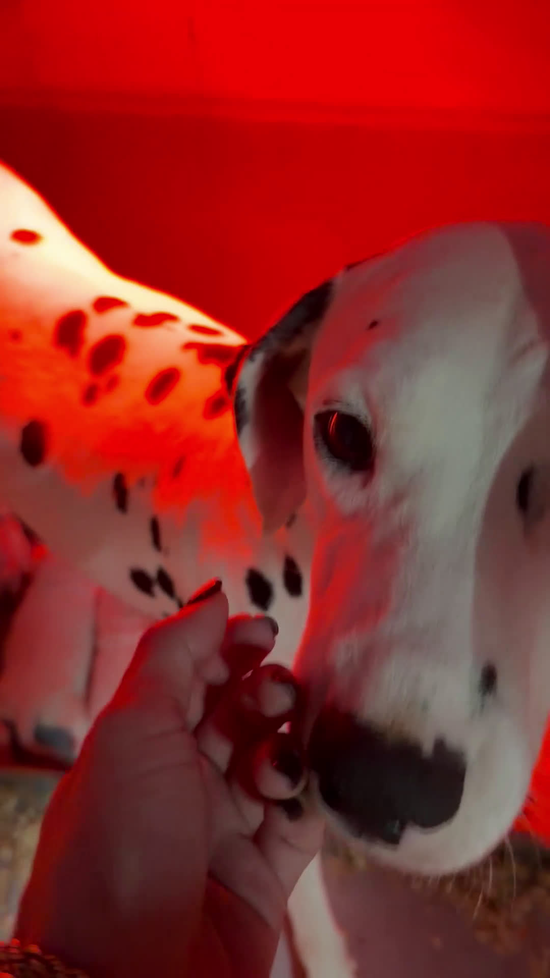 Dalmata cani in vendita: Cuccioli di Dalmata - Video 1