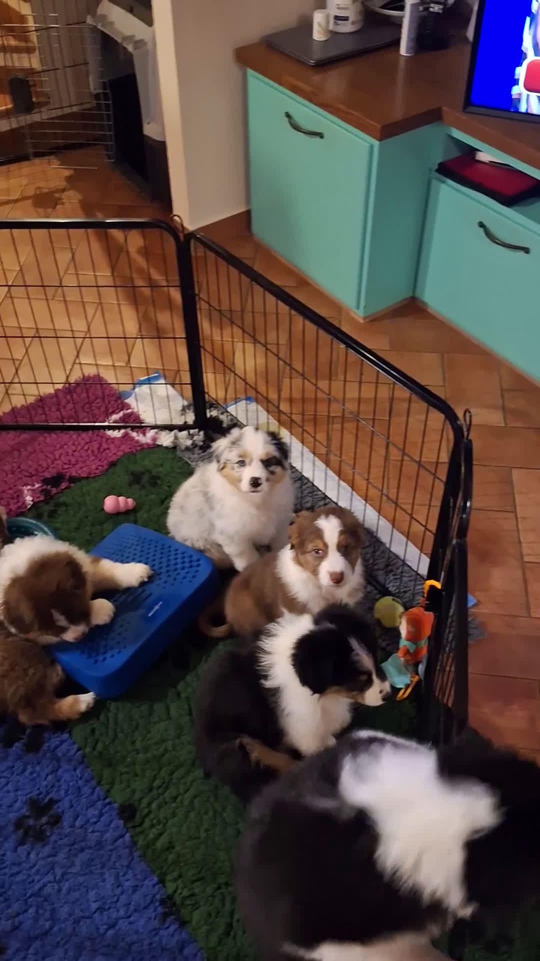Australian Shepherd cani in vendita: MERAVIGLIOSO CUCCIOLO MASCHIO TRICOLOR BLACK NBT - Video 2
