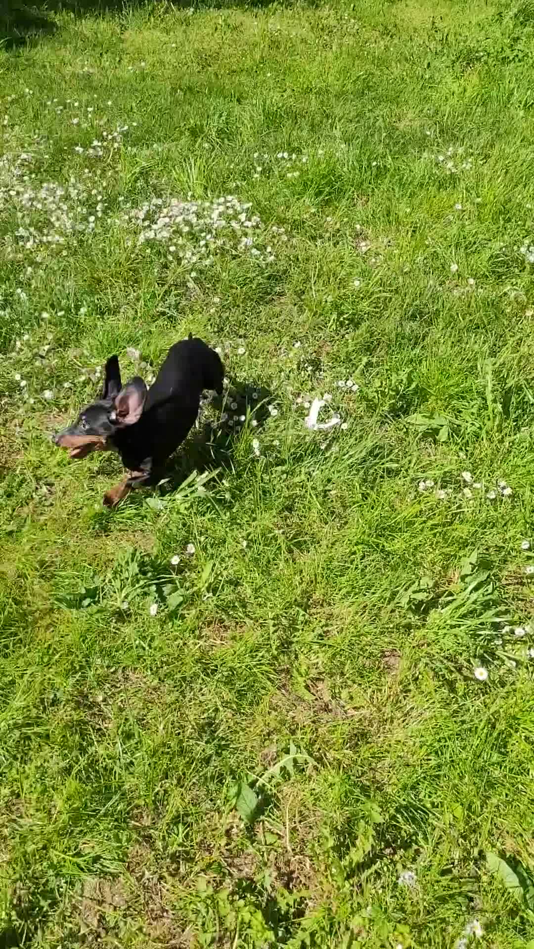 Barboncino cani in vendita: barboncino maschio a Città metropolitana di Milano - Video 1