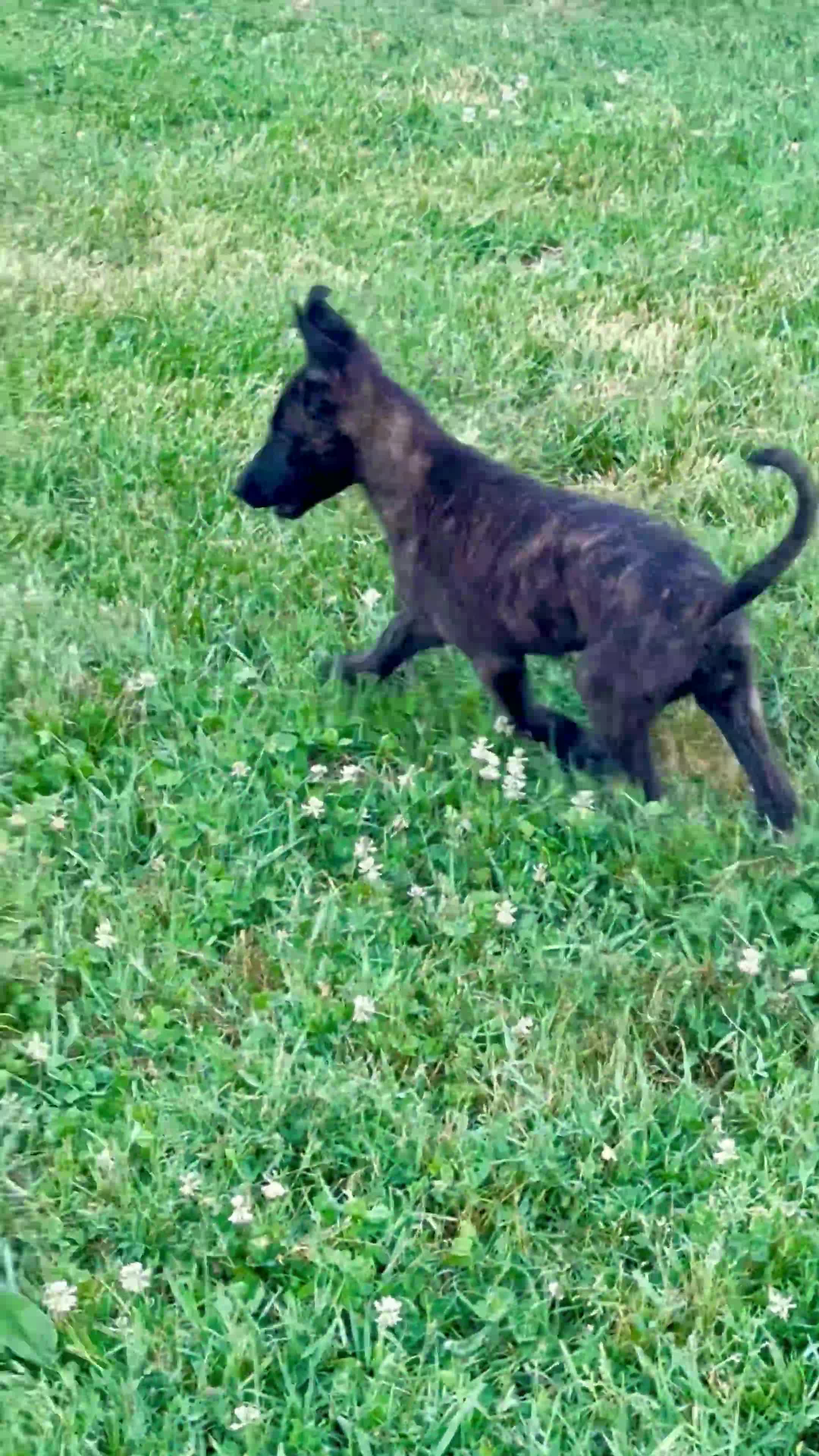 Pastore Olandese cani in vendita: Cuccioli di pastore olandese con pedigree - Video 2