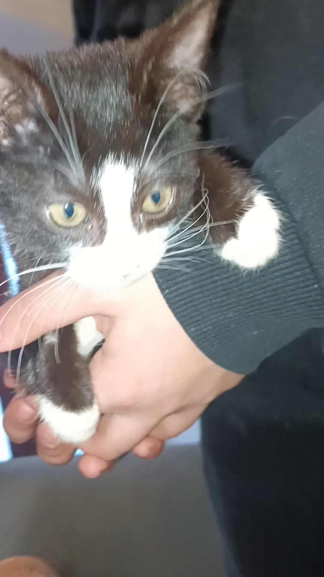 Meticcio gatti in regalo: 2gattine femmine,gattino maschio/2 cuccioli maschi - Video 2