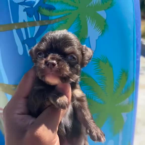 Chihuahua cani in vendita: 2 maschi e 2 femmine a pelo lungo pedigree enci  - Video 3