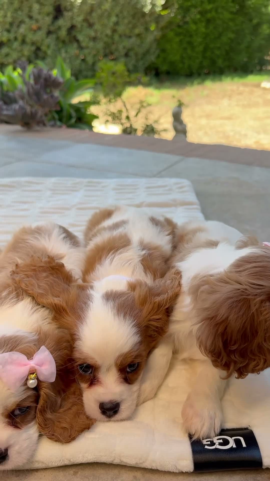 Cavalier King cani in vendita: Cuccioli Cavalier King da mamma Campionessa a Provincia di Brindisi - Video 1