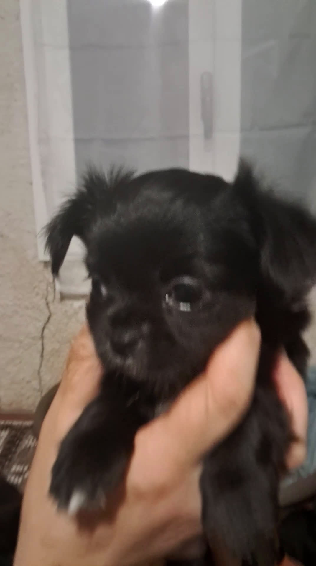 Chihuahua cani in vendita: Cuccioli chihuahua pelo lungo - Video 1