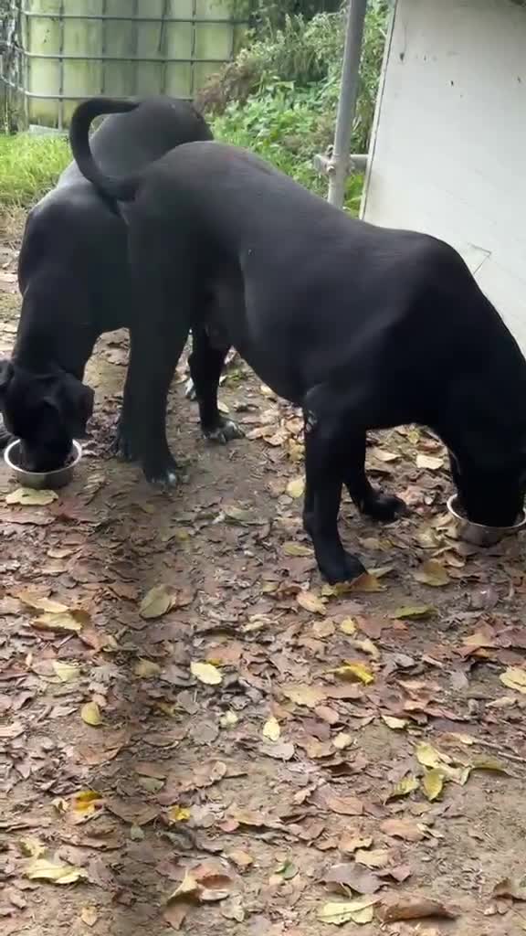 Cane Corso cani in vendita: Cuccioli di Cane Corso manto nero - Video 3