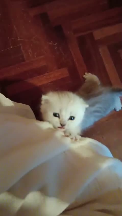 British gatti in vendita: British longhair- Highland straight + kit regalo! - Video 1