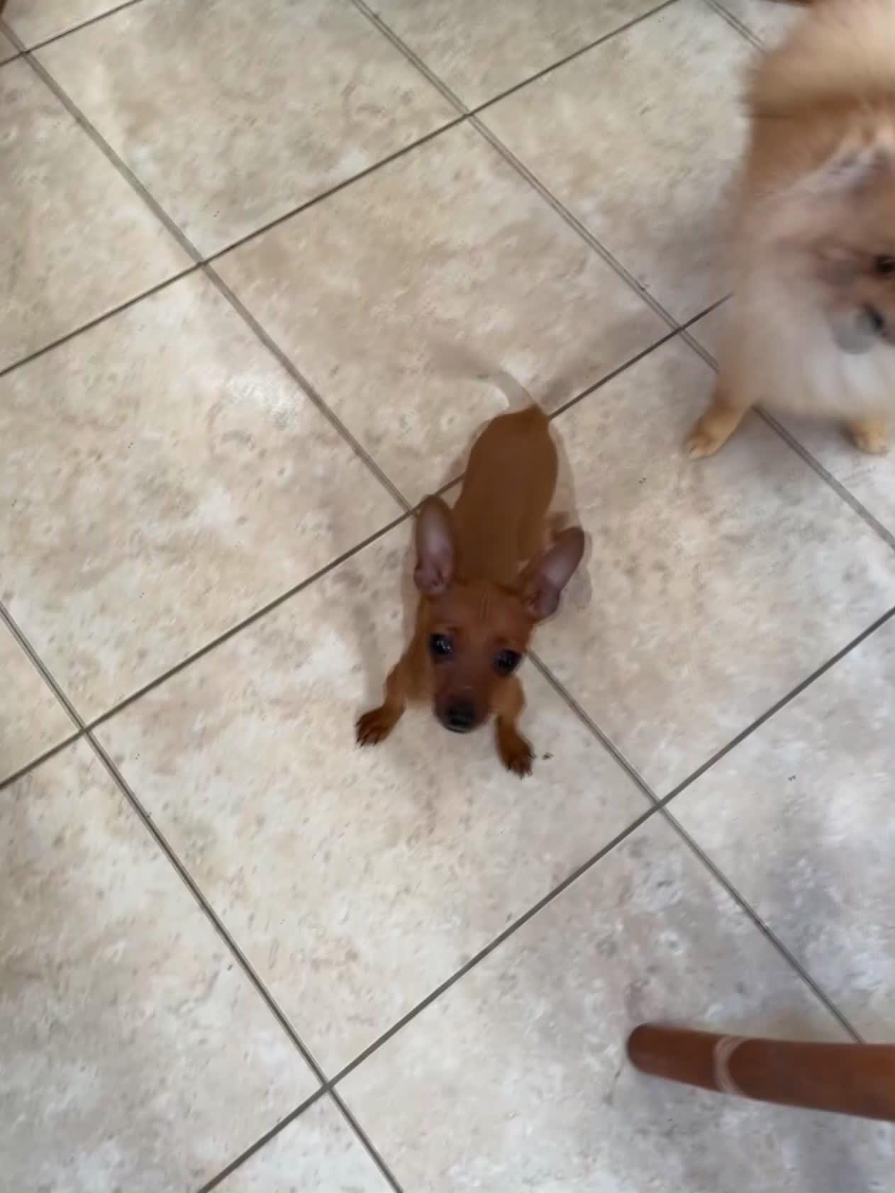 Pinscher Miniatura cani in vendita: Pinscher taglia toy - Video 2