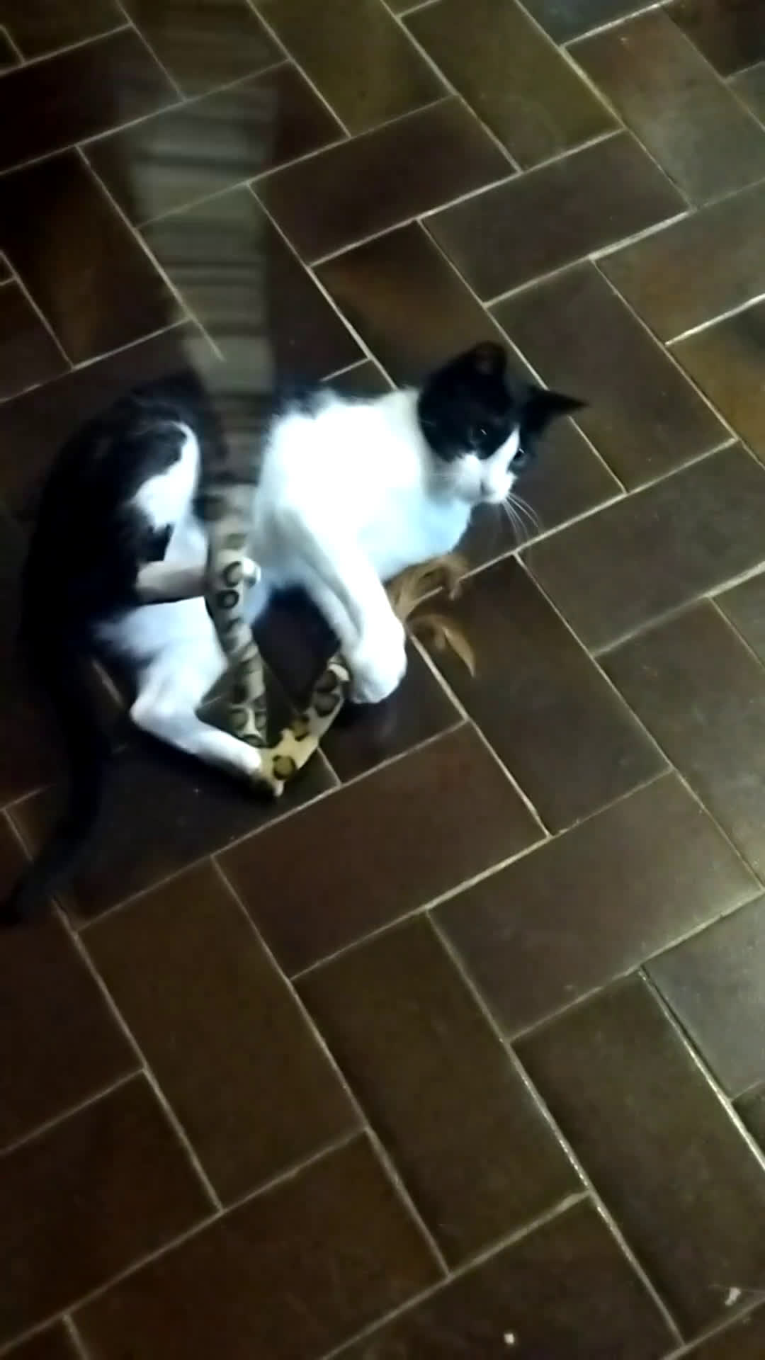 Europeo gatti in regalo: GATTINA SFORTUNATA - Video 2