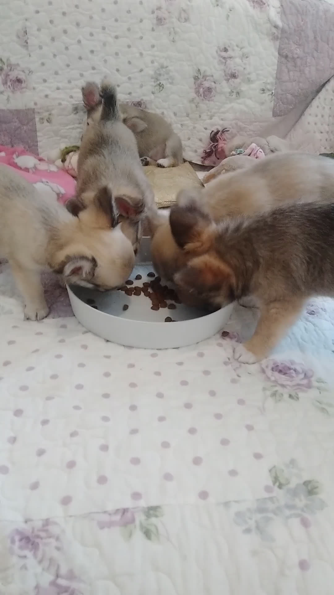 Chihuahua cani in vendita: Cuccioli Chihuahua a pelo lungo con Pedegree Enci  - Video 1