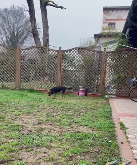 Meticcio cani in regalo: Lucio: taglia piccola, torna indietro. Urgente  - Video 3