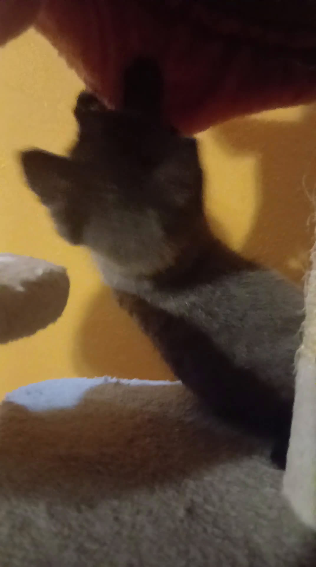 Scottish gatti in vendita: Cucciolo scottish straight  - Video 2