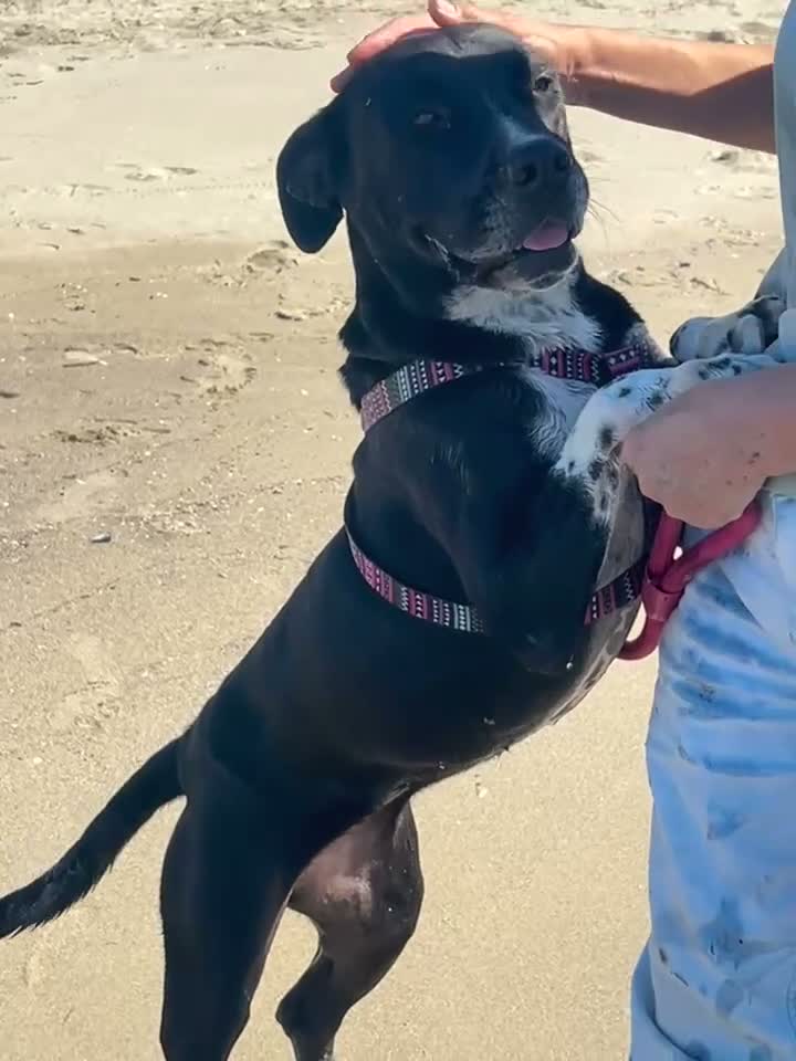 Meticcio cani in regalo: Sasha: giovane mix Amstaff. Adozione o stallo  - Video 2