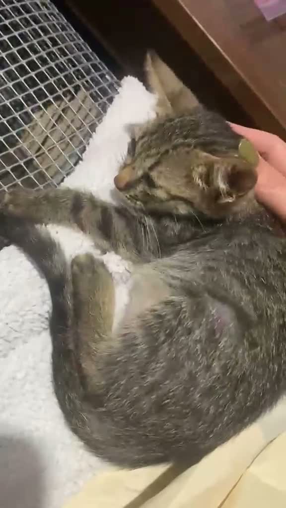Europeo gatti in regalo: Sissi, l’ imperatrice  - Video 1