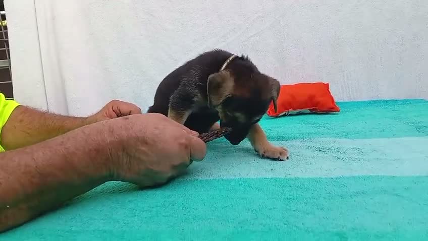 Meticcio cani in regalo: Cuccioli mix Pastore Tedesco, neanche 2 mesi  - Video 2