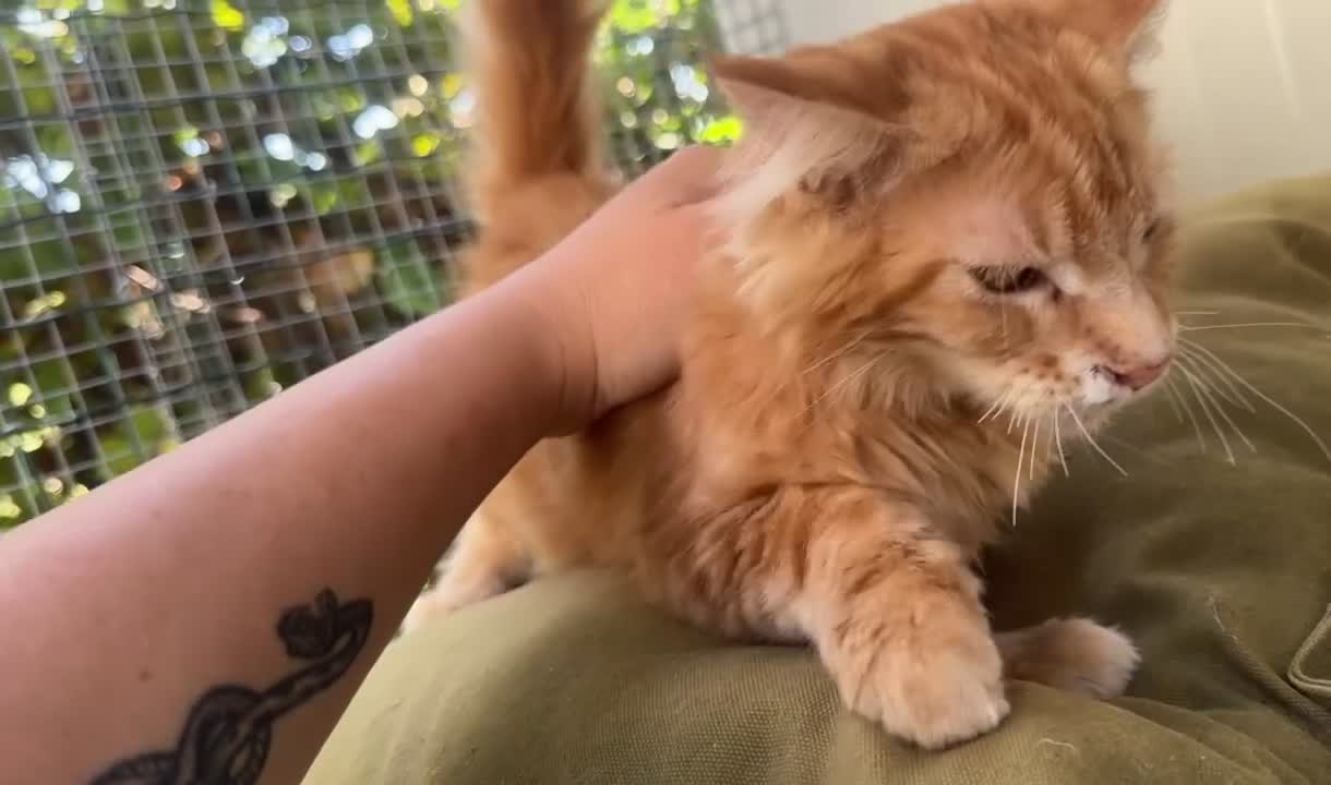 Maine Coon gatti in vendita: Cucciolo rosso di maine coon (Sunfyre) - Video 2