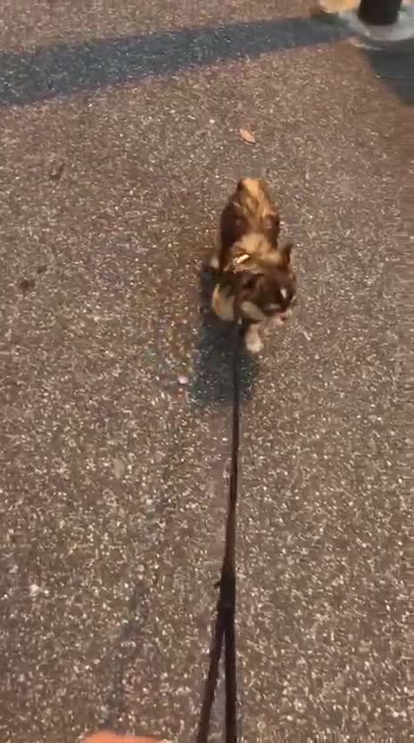 Chihuahua cani per accoppiamento: Bellissimo maschio Chihua mini per accoppiamento. - Video 2