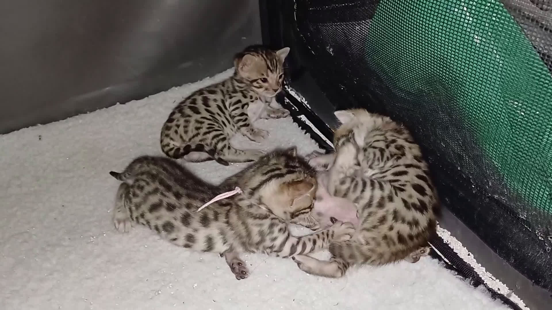 Bengala gatti in vendita: Gattine del Bengala a Città metropolitana di Roma Capitale - Video 1