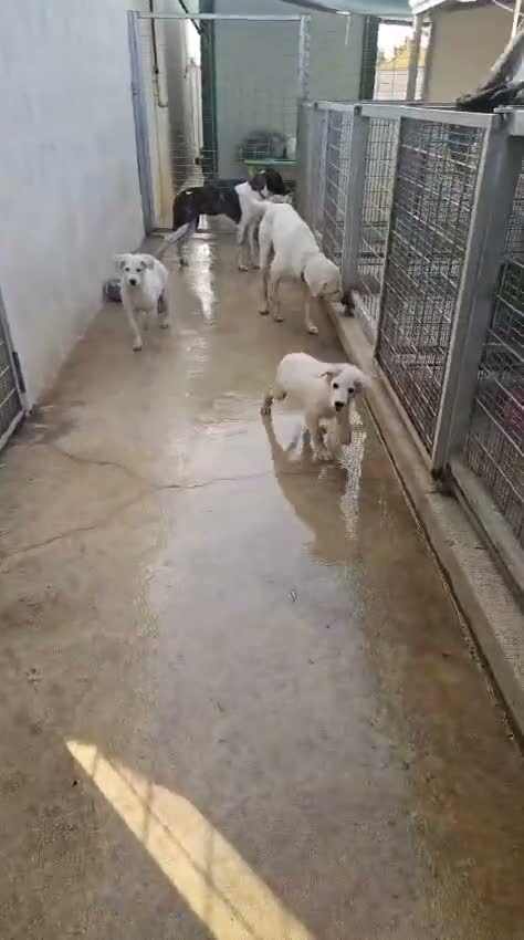 Meticcio cani in regalo: Kira: dolcissima, cessione di proprietà  - Video 1