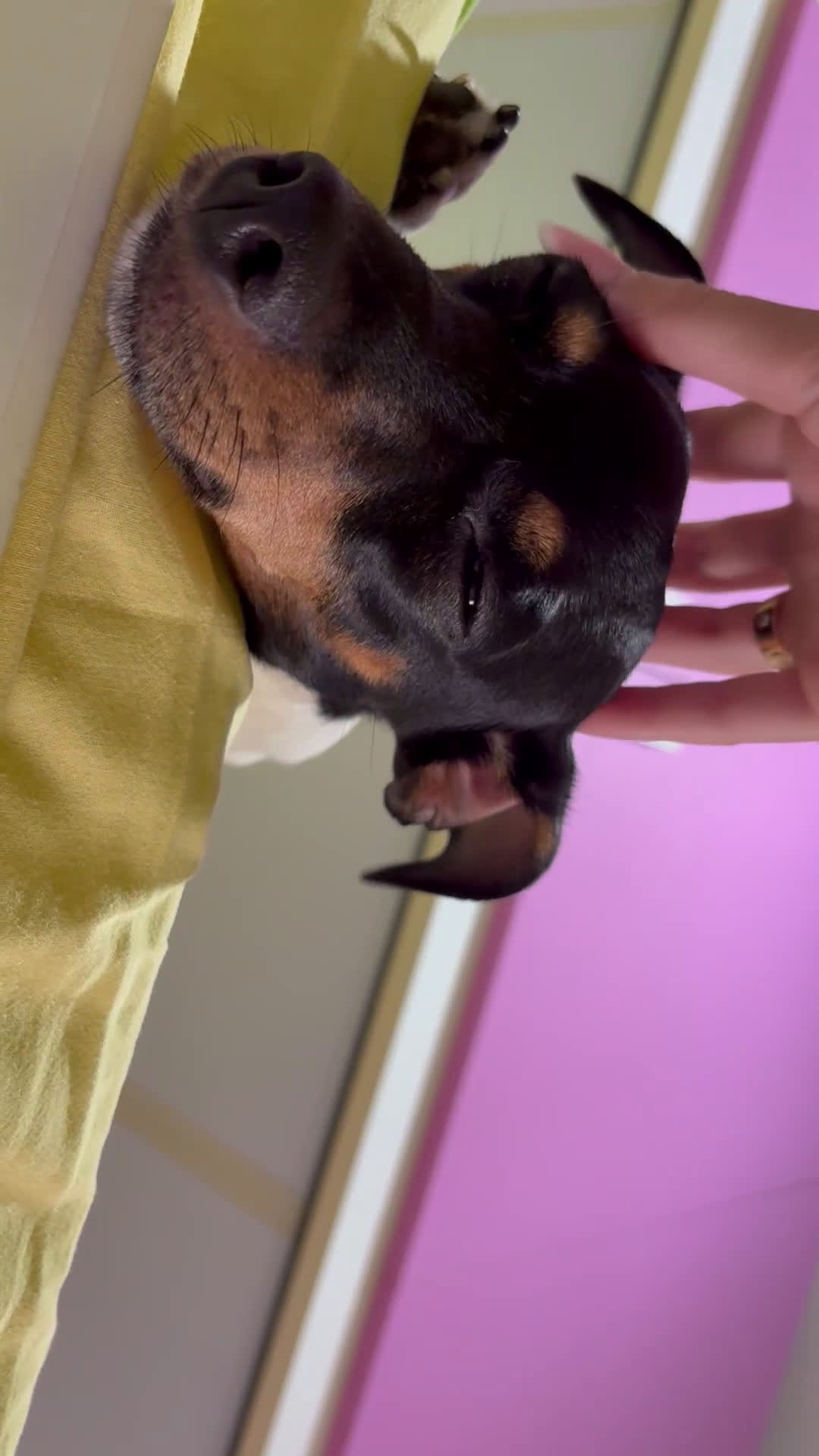 Jack Russell cani per accoppiamento: Charlie cerca fidanzatina !! - Video 2