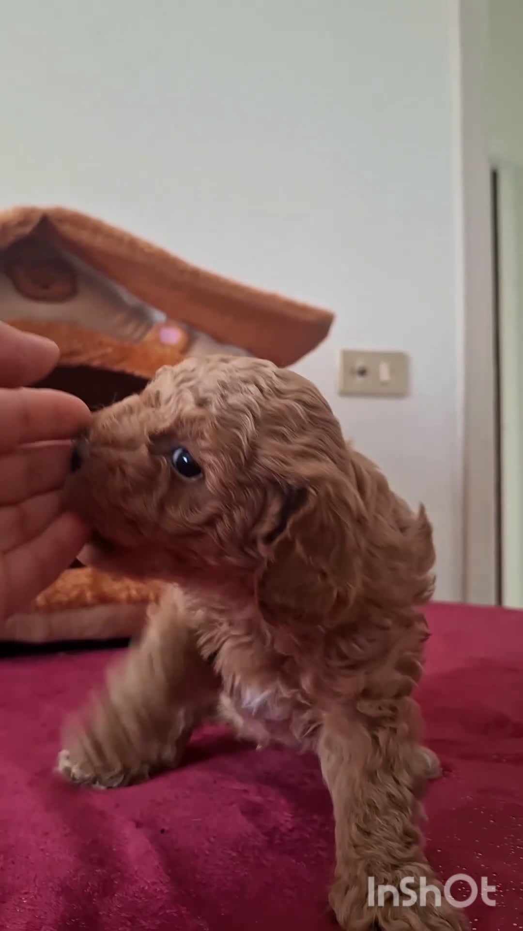 Barboncino cani in vendita: Barboncino nano - Video 2