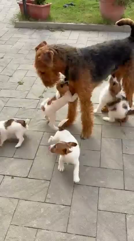 Jack Russell cani in vendita: Jack Russell cercano casa - Video 1