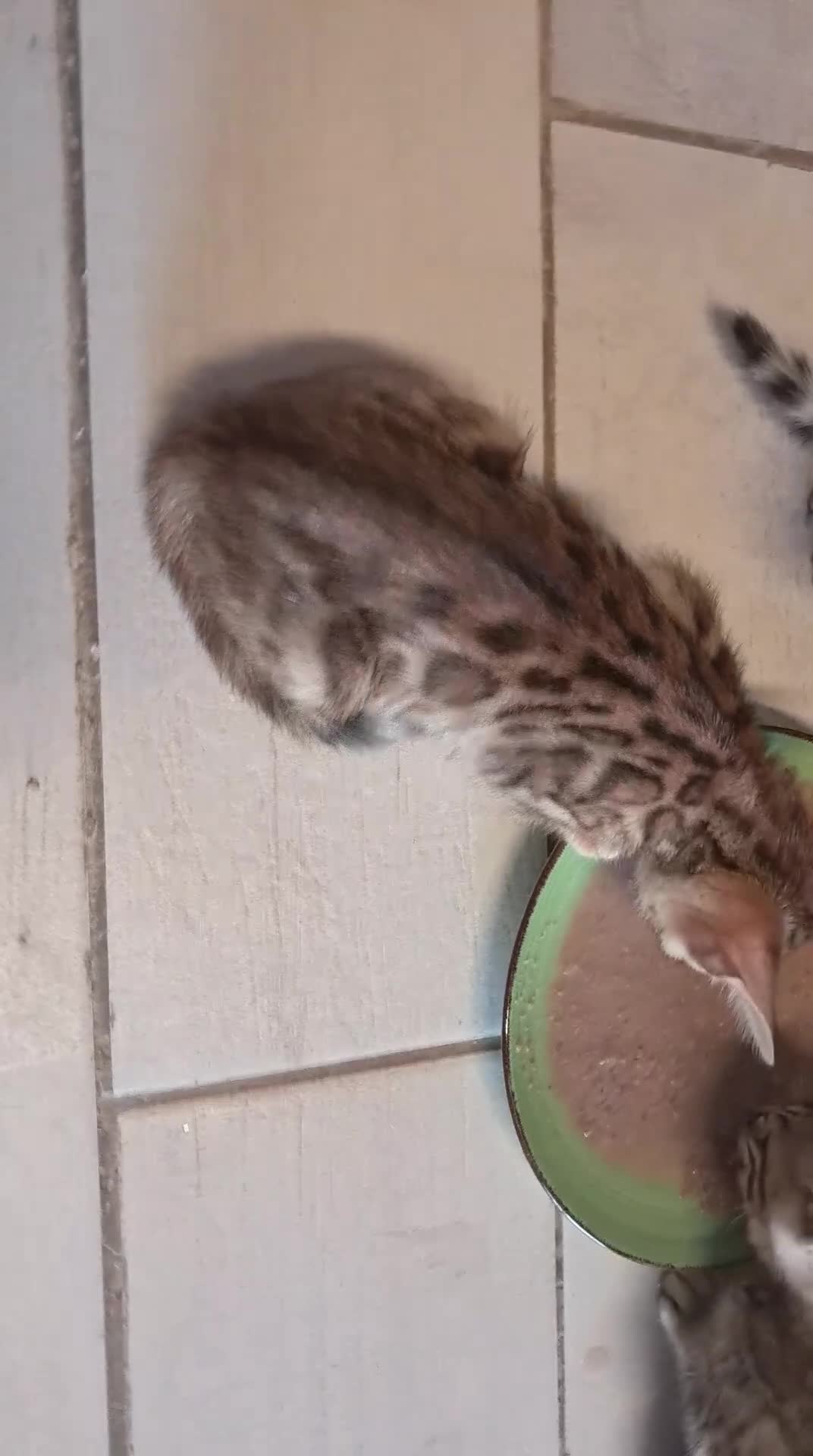 Bengala gatti in vendita: Bengala cuccioli brown a Città Metropolitana di Torino - Video 1